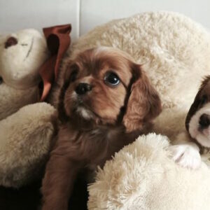 Serafima Cavalier King Charles Spaniel