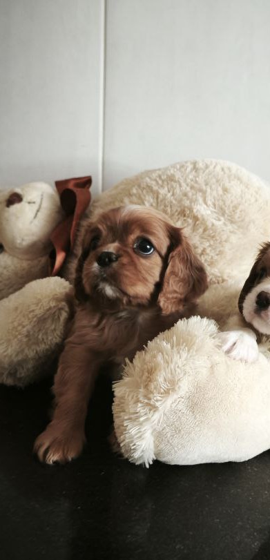 Serafima Cavalier King Charles Spaniel Serafima Cavalier King Charles Spaniel