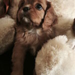 Serafima-female-Cavalier-King-Charles-Spaniel-puppy-for-sale-1 (2)