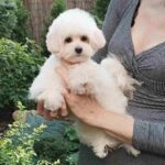 Shine-female-Pomapoo-puppy-for-sale-1 (2)