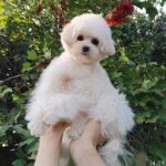 Shine-female-Pomapoo-puppy-for-sale-1 (5)