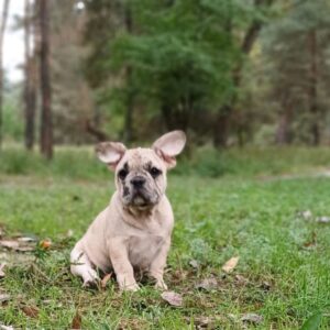 Shrek French Bulldog