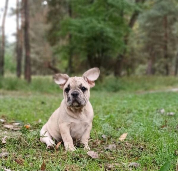 Shrek French Bulldog Shrek French Bulldog