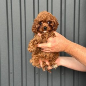 Sia Cavapoo