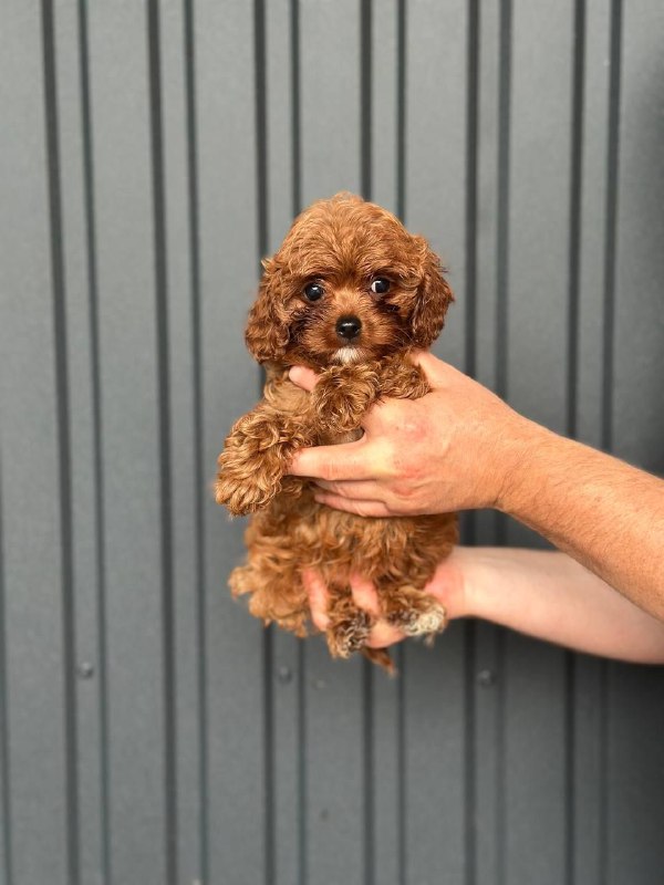 Sia Cavapoo