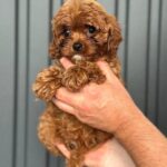 Sia-female-Cavapoo-puppy-for-sale-2