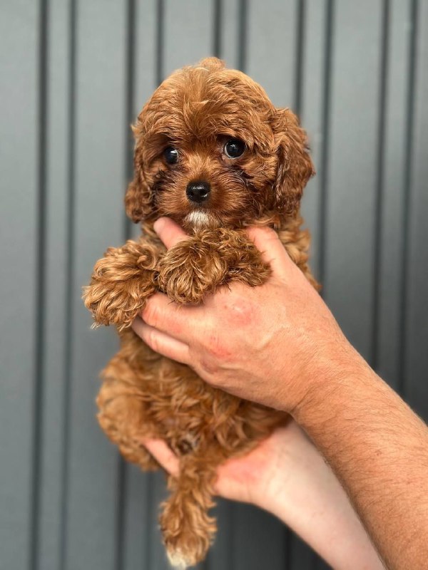 Sia Cavapoo