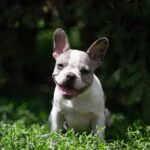 Sigma-female-french-bulldog-puppy-for-sale-1 (1)