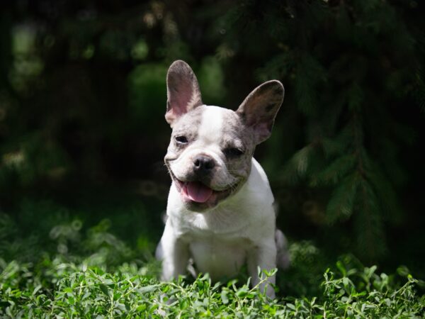 Sigma French Bulldog Sigma French Bulldog