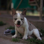 Sigma-female-french-bulldog-puppy-for-sale-1 (2)