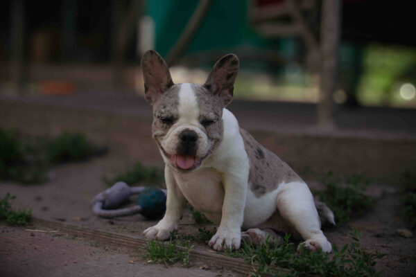 Sigma French Bulldog Sigma French Bulldog