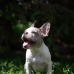 Sigma-female-french-bulldog-puppy-for-sale-1 (3)