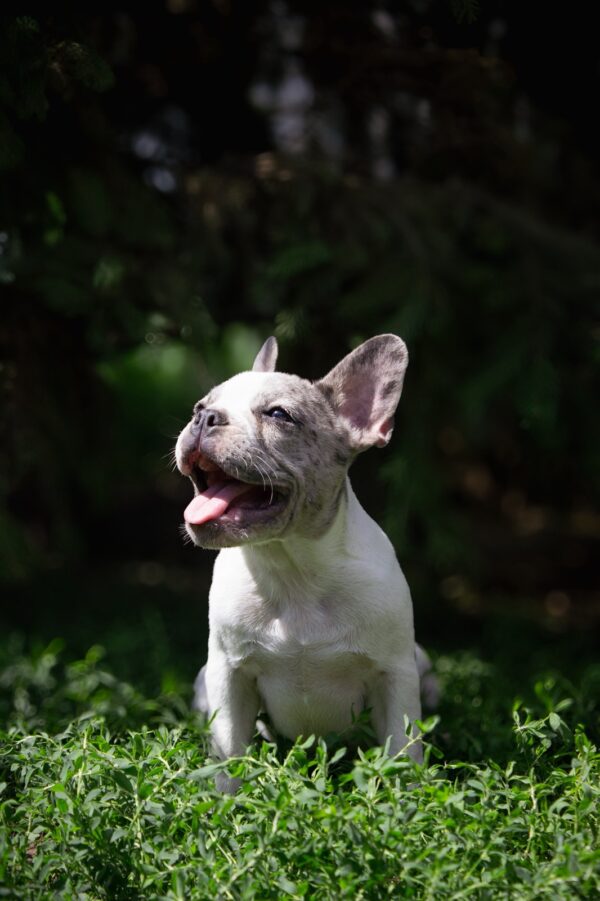 Sigma French Bulldog Sigma French Bulldog