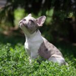 Sigma-female-french-bulldog-puppy-for-sale-1 (4)