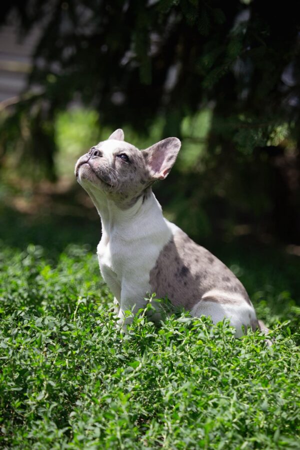 Sigma French Bulldog Sigma French Bulldog