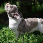 Sigma-female-french-bulldog-puppy-for-sale-1 (5)