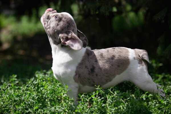 Sigma French Bulldog Sigma French Bulldog