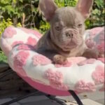 Gabby French Bulldog