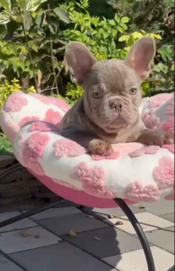 Silver French Bulldog Silver French Bulldog