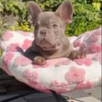 Silver-male-french-bulldog-puppy-for-sale-1 (6)