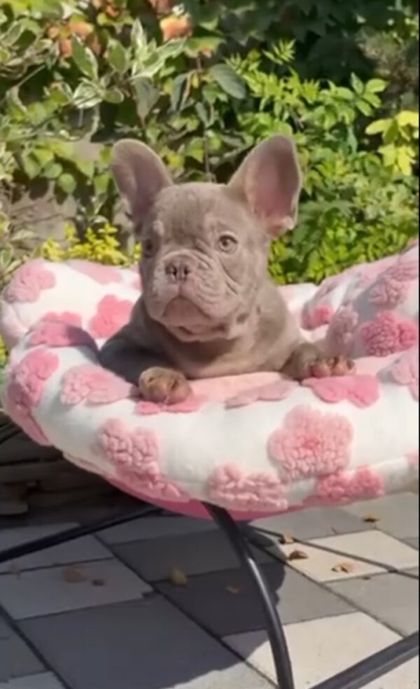 Silver French Bulldog Silver French Bulldog