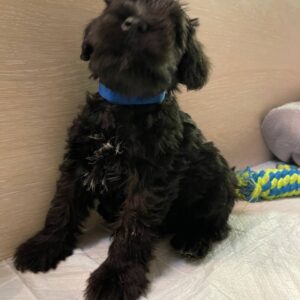 Smokey Miniature Schnauzer