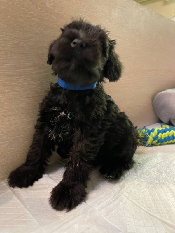 Smokey Miniature Schnauzer Smokey Miniature Schnauzer