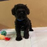 Smokey-male-Miniature-Schnauzer-puppy-for-sale-2