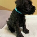 Snoopy-male-Miniature-Schnauzer-puppy-for-sale-1
