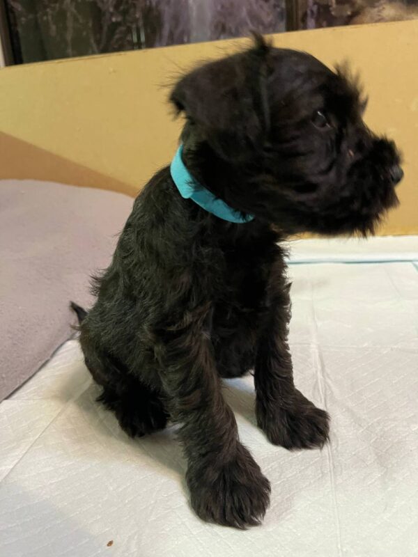 Snoopy Miniature Schnauzer Snoopy Miniature Schnauzer