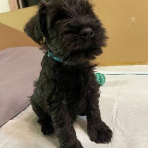 Snoopy Miniature Schnauzer