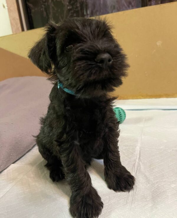 Snoopy Miniature Schnauzer Snoopy Miniature Schnauzer