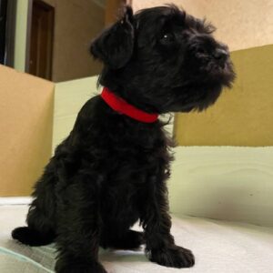 Sonia Miniature Schnauzer