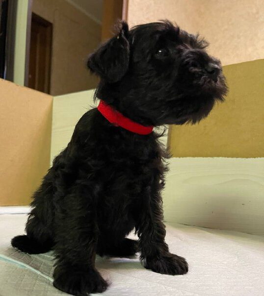 Sonia Miniature Schnauzer