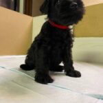 Sonia-female-Miniature-Schnauzer-puppy-for-sale-2