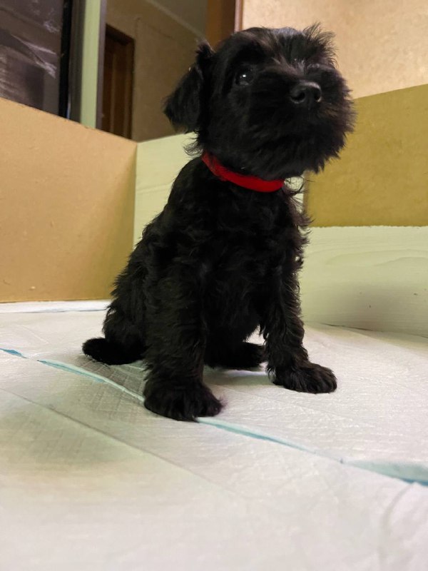 Sonia Miniature Schnauzer