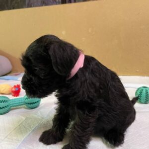 Sophie Miniature Schnauzer