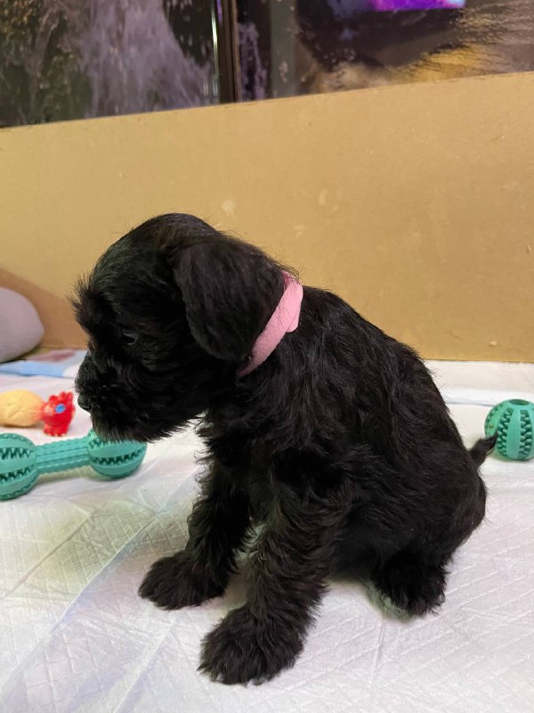 Sophie Miniature Schnauzer Sophie Miniature Schnauzer