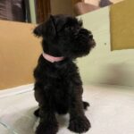 Sophie-female-Miniature-Schnauzer-puppy-for-sale-2