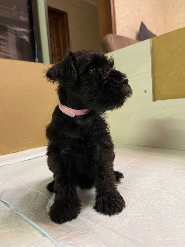 Sophie Miniature Schnauzer Sophie Miniature Schnauzer