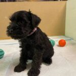 Sophie-female-Miniature-Schnauzer-puppy-for-sale-3