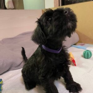 Sparky Miniature Schnauzer