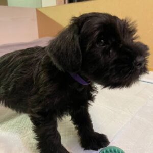 Sparky Miniature Schnauzer