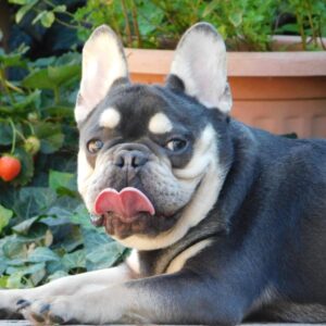 Spot French Bulldog