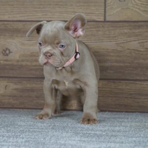 Stella Calins Frenchies