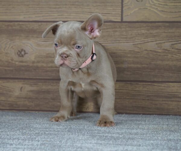 Stella Calins Frenchies