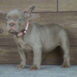 Taco Calins Frenchies