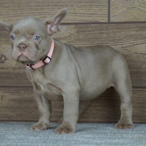 Stella Calins Frenchies