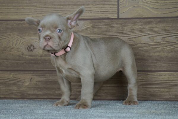 Stella Calins Frenchies