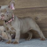 Stella-female-french-bulldog-pupppy-for-sale- (3)